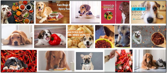 개는 매운 음식을 먹을 수 있습니까? 반려견에게 먹이를 주어야 할까요?
