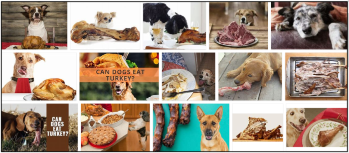 Les chiens peuvent-ils manger des os de dinde ? Est-ce sans danger pour eux ou non