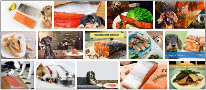Os cães podem comer pele de salmão? Eles realmente gostam ou não