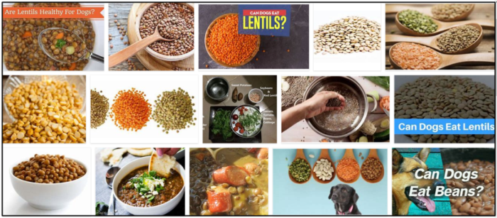 I cani possono mangiare le lenticchie? Scopri la straordinaria verità sui legumi