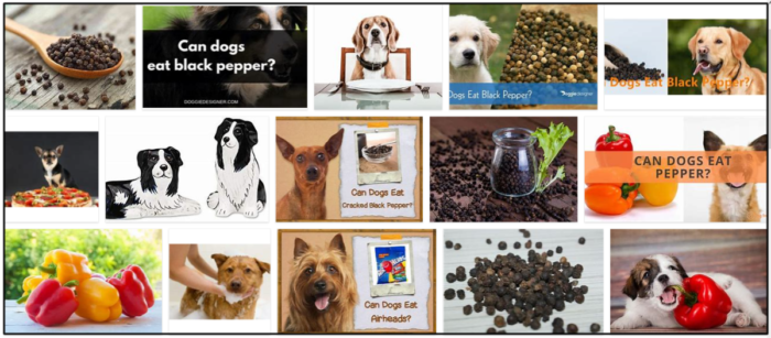 Kan hundar äta svartpeppar? 4 tips som hjälper dig att svara på den frågan
