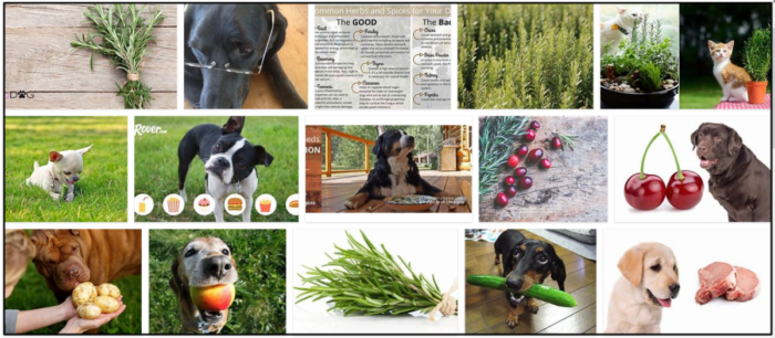 Kunnen honden rozemarijn eten? Geef je hondenvrienden geen eten voordat je het leest