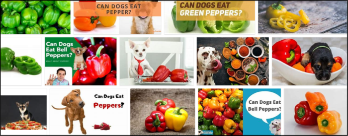 Cães podem comer pimentão vermelho? Conheça as vantagens e desvantagens 