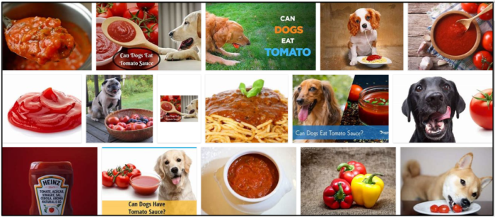 Kan hundar äta tomatsås? Är det säkert för dina hundvänner