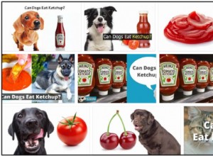 Os cães podem comer ketchup? Descubra a verdade agora