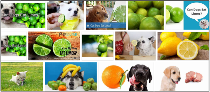 Os cães podem comer limão? Será bom para seus amigos caninos