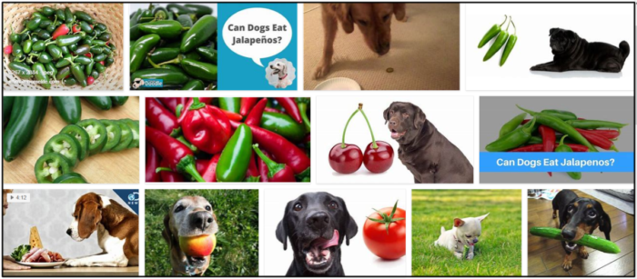 Les chiens peuvent-ils manger des jalapenos ? Une excellente source à lire avant de vous nourrir