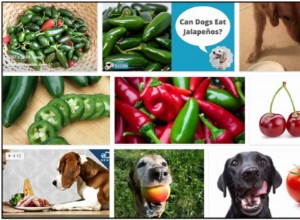 Os cães podem comer jalapenos? Uma ótima fonte para ler antes de alimentar