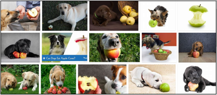 Os cães podem comer núcleos de maçã? Como evitar uma possível desnutrição 