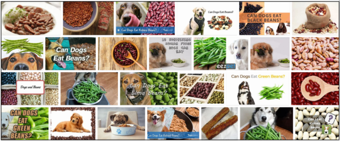 犬はインゲン豆を食べることができますか？この食品についてのいくつかの驚くべき事実 