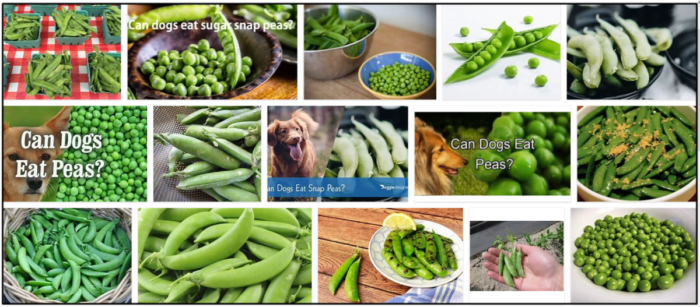 Os cães podem comer ervilhas? Não os alimente antes de ler