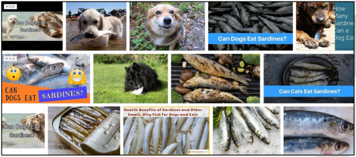 Os cães podem comer sardinhas? Descubra a verdade agora