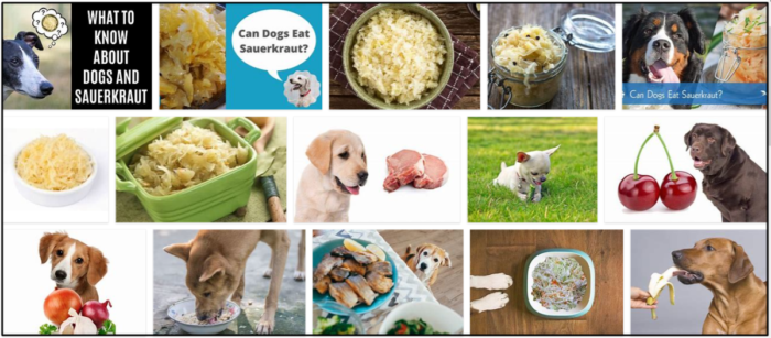 I cani possono mangiare i crauti? Risposte a tutte le tue domande per una dieta sana