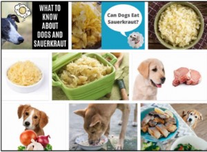 개는 소금에 절인 양배추를 먹을 수 있습니까? 건강한 식단을 위한 모든 질문에 대한 답변
