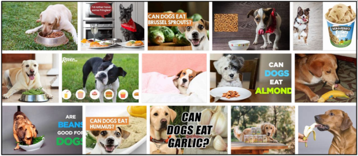 I cani possono mangiare i panini? Le regole che dovresti conoscere