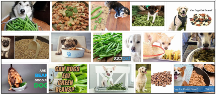 犬はピント豆を食べることができますか？健康的な食事のための最良のアプローチ 