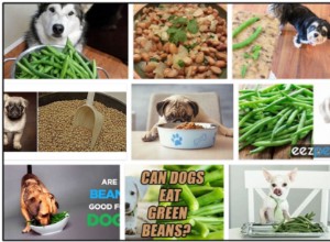犬はピント豆を食べることができますか？健康的な食事のための最良のアプローチ 