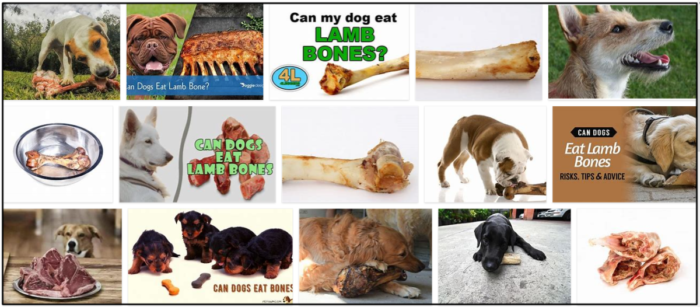 Os cães podem comer ossos de cordeiro? Aprenda a alimentar seu animal de estimação com precisão