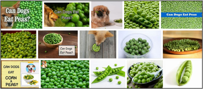 Os cães podem comer ervilhas instantâneas? Um guia com fontes para ler sobre