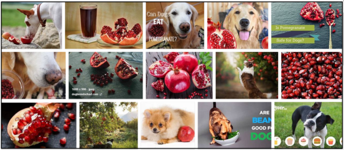 Kan hundar äta granatäpplekärnor? Det bästa sättet att mata din vän 