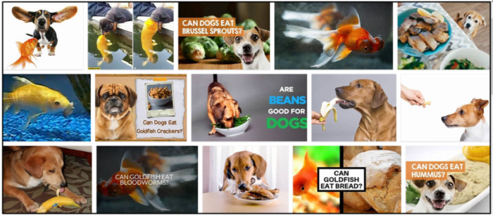 Kunnen honden goudvis eten? De regels die u moet kennen