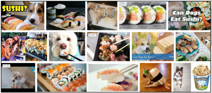 Os cães podem comer sushi? Não os alimente antes de ler