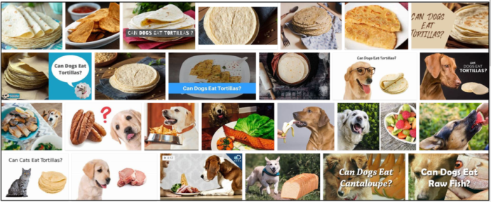 Os cães podem comer tortilhas? Todos os benefícios e desvantagens