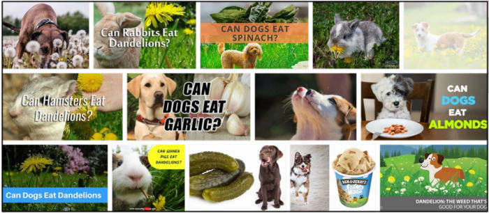 개가 민들레를 먹을 수 있습니까? 믿을 수 없는 진실에 대해 알아보십시오