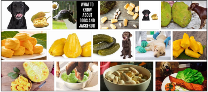 Kan hundar äta jackfrukt? Gillar de ens det eller inte