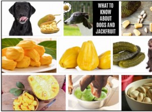 Můžou psi jíst Jackfruit? Líbí se jim to nebo ne