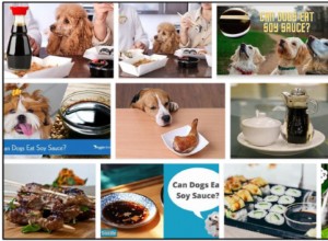 犬は醤油を食べることができますか？今すぐ真実を知る 