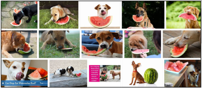 개가 수박 껍질을 먹을 수 있습니까? 읽기 전에 먹이를 주지 마십시오