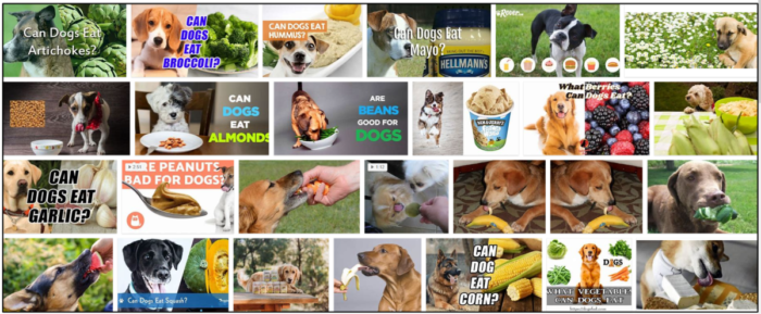 Kan hundar äta kronärtskockor? Viktiga tips för ditt husdjurs diet