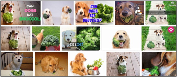 Os cães podem comer brócolis cru? Leia A melhor maneira de alimentar seu amigo