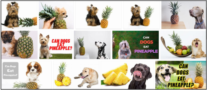 Os cães podem comer abacaxi? Tudo o que você precisa saber