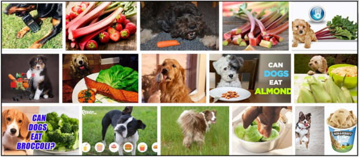 Kunnen honden rabarber eten? Hoe u uw vriend veilig kunt voeden