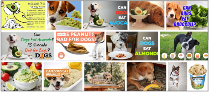 개가 과카몰리를 먹을 수 있습니까? 가능한 영양실조를 피하는 방법