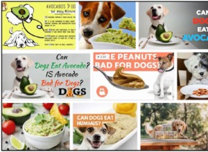 Les chiens peuvent-ils manger du guacamole ? Comment éviter une éventuelle malnutrition
