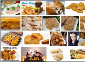 Os cães podem comer nuggets de frango? Dicas importantes para a dieta do seu animal de estimação