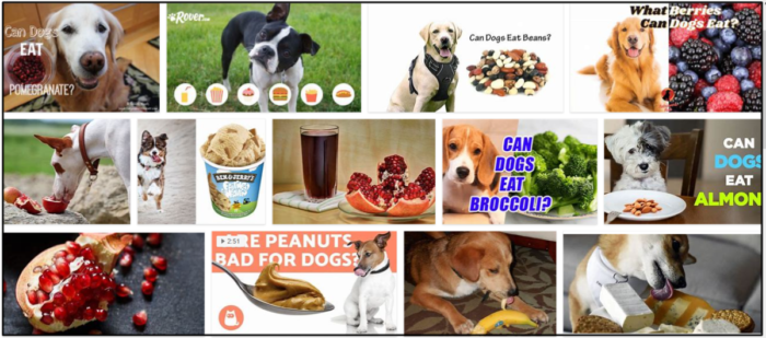 Os cães podem comer romãs? Não os alimente antes de ler