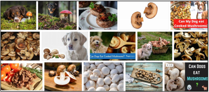 개는 익힌 버섯을 먹을 수 있습니까? 반드시 알아야 할 중요한 사실