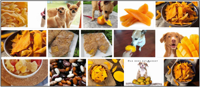 Могут ли собаки есть сушеный манго? Как следить за их диетой