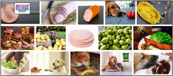 I cani possono mangiare Bologna? Come evitare una possibile malnutrizione