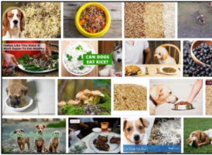 Os cães podem comer arroz selvagem? Dê uma olhada em nossas dicas de especialistas