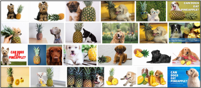 Os cães podem comer abacaxi? Um guia com fontes para ler sobre
