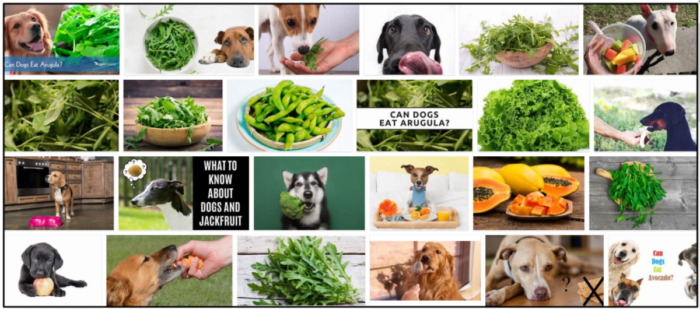 Os cães podem comer rúcula? Não os alimente antes de ler