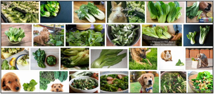 犬はチンゲン菜を食べることができますか？あなたの友人を養うための最良の方法を読んでください 