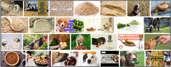Kan hundar äta korn? Mata dem inte innan du läser den