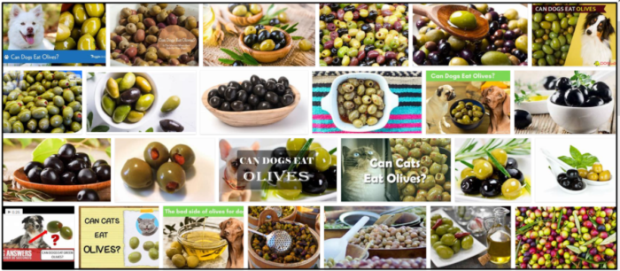 I cani possono mangiare le olive verdi? Potenti abitudini da padroneggiare per nutrirli