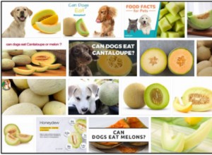 Můžou psi jíst medový meloun? Je to pro ně dobré nebo ne